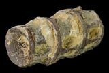 Fossil Fish (Ichthyodectes) Dorsal Vertebrae - Kansas #136479-2